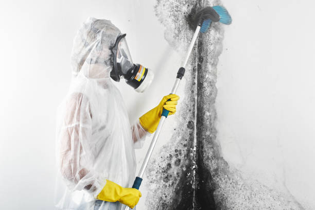 Trusted Monaca, PA Mold Removal Experts