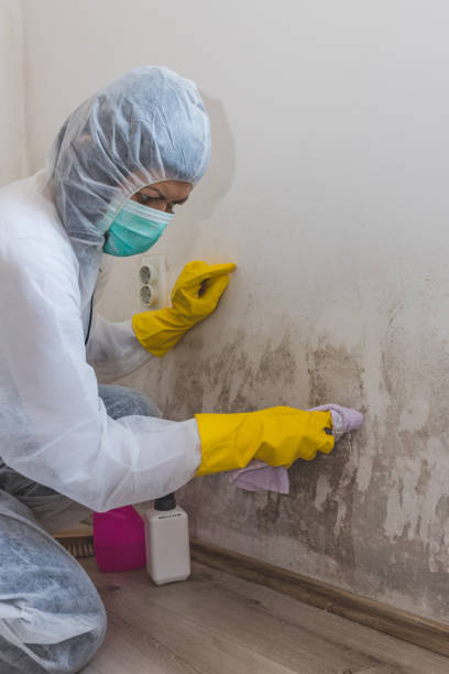 Best Mold Prevention Services  in Monaca, PA